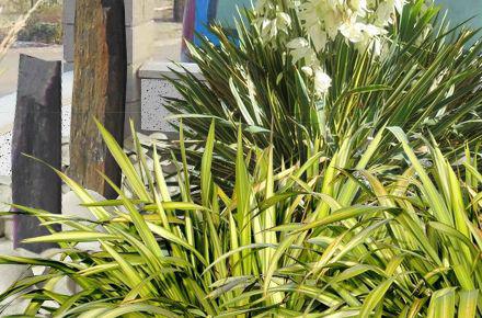 comment planter un yucca gloriosa